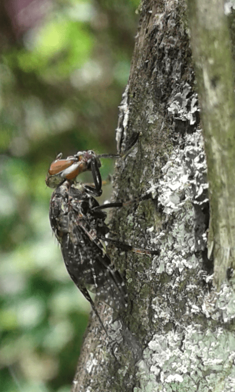 Platystoma sp. (Platystomatidae)? Platystoma cfr. lugubre